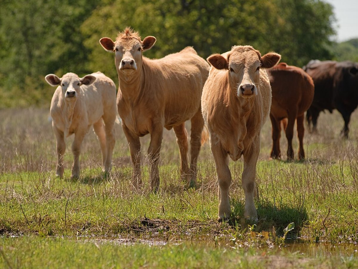 Reference: the cattle this fence needs to hold.