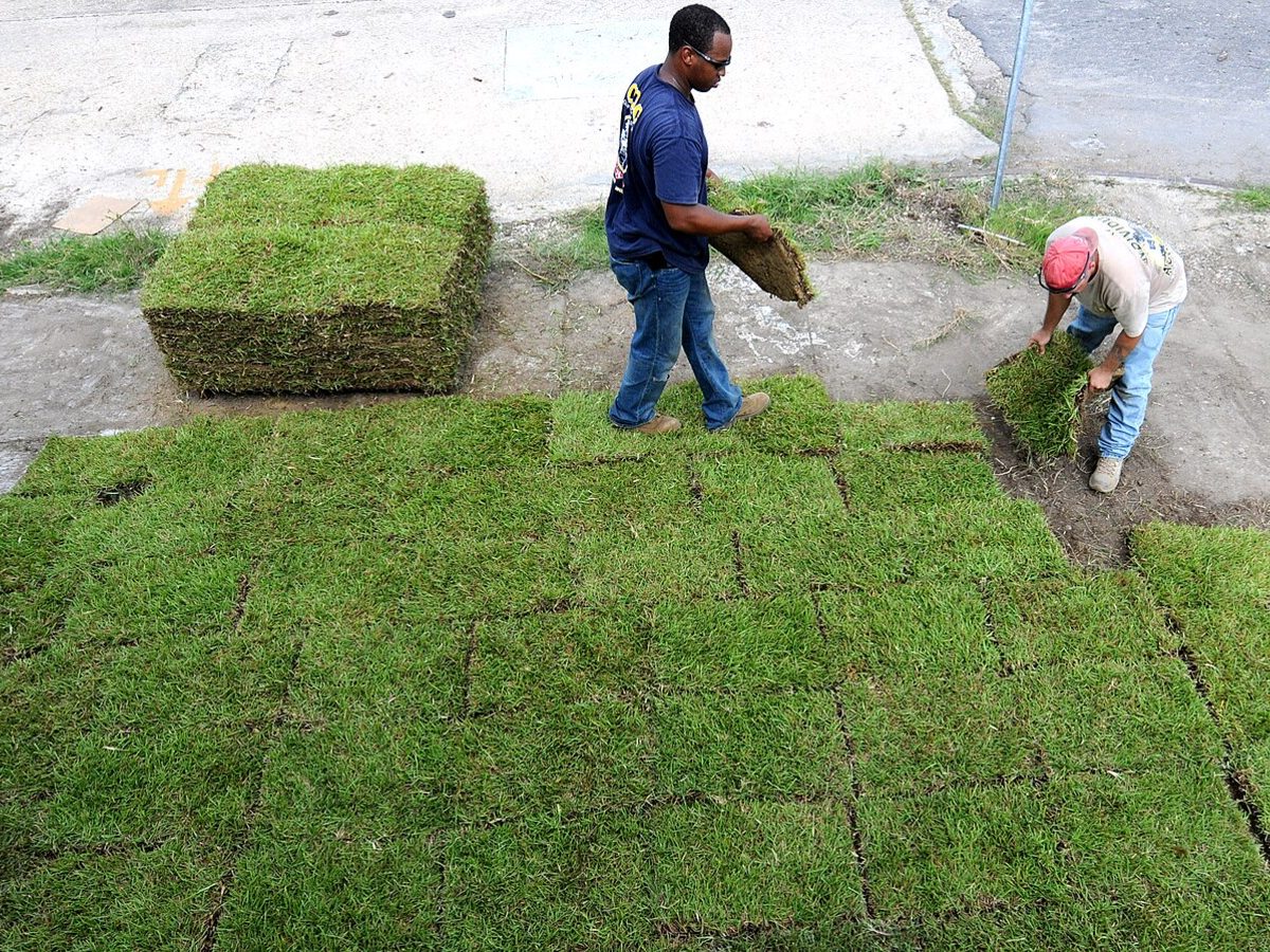 Reference: fresh-cut Bermuda rolls going down on a leveled base.